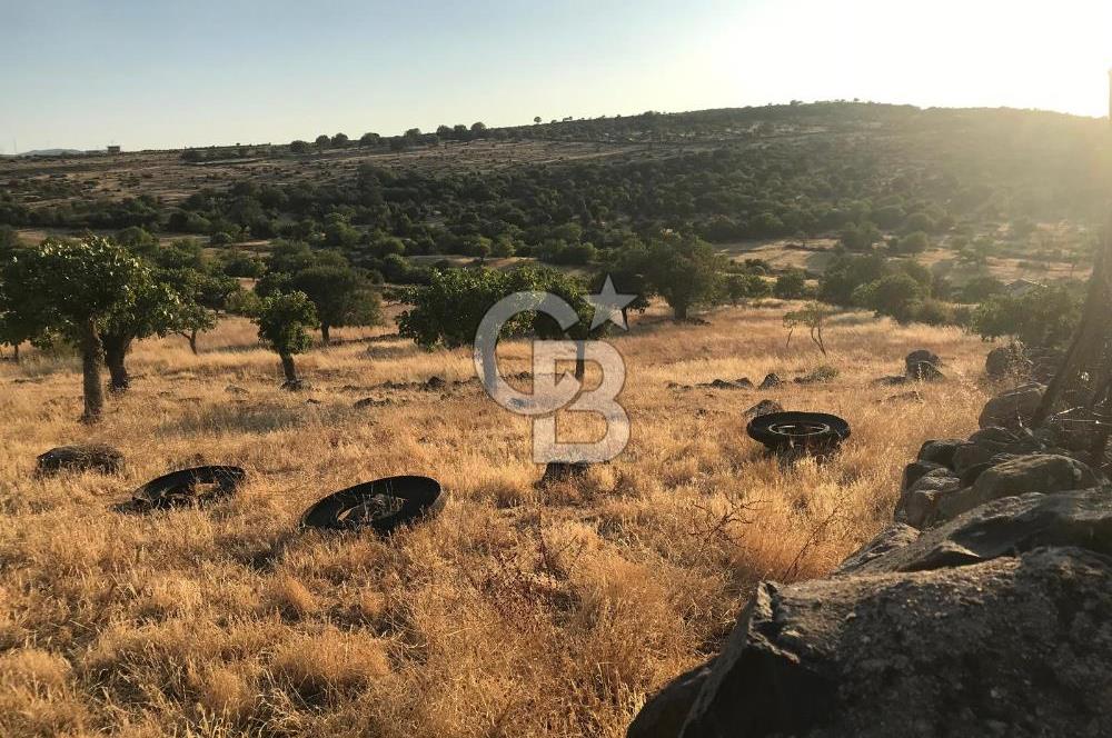 Dazyurt'ta Köye Sınır Arazi