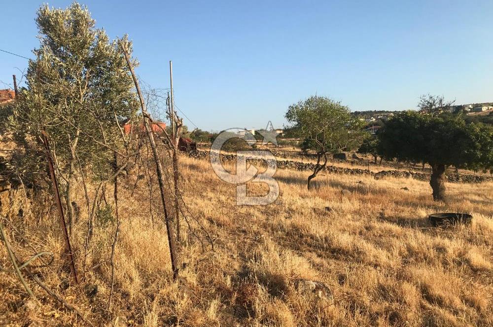 Dazyurt'ta Köye Sınır Arazi