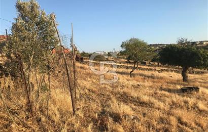 Dazyurt'ta Köye Sınır Arazi