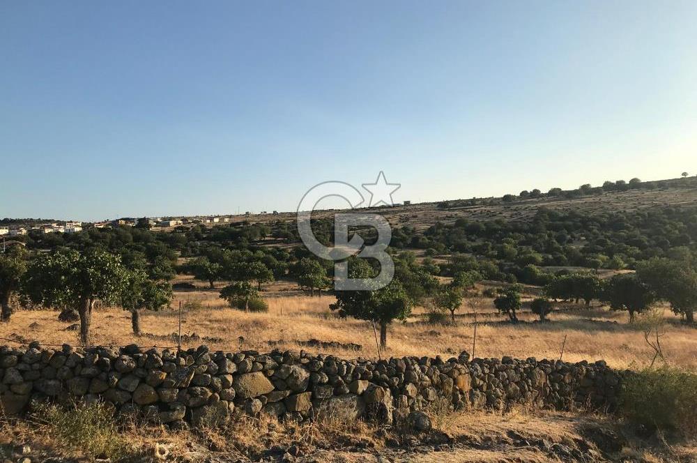 Dazyurt'ta Köye Sınır Arazi