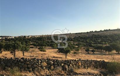 Dazyurt'ta Köye Sınır Arazi