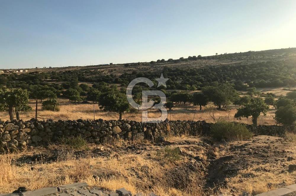 Dazyurt'ta Köye Sınır Arazi