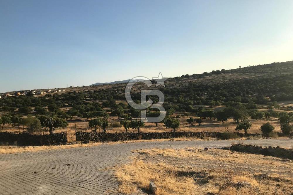 Dazyurt'ta Köye Sınır Arazi