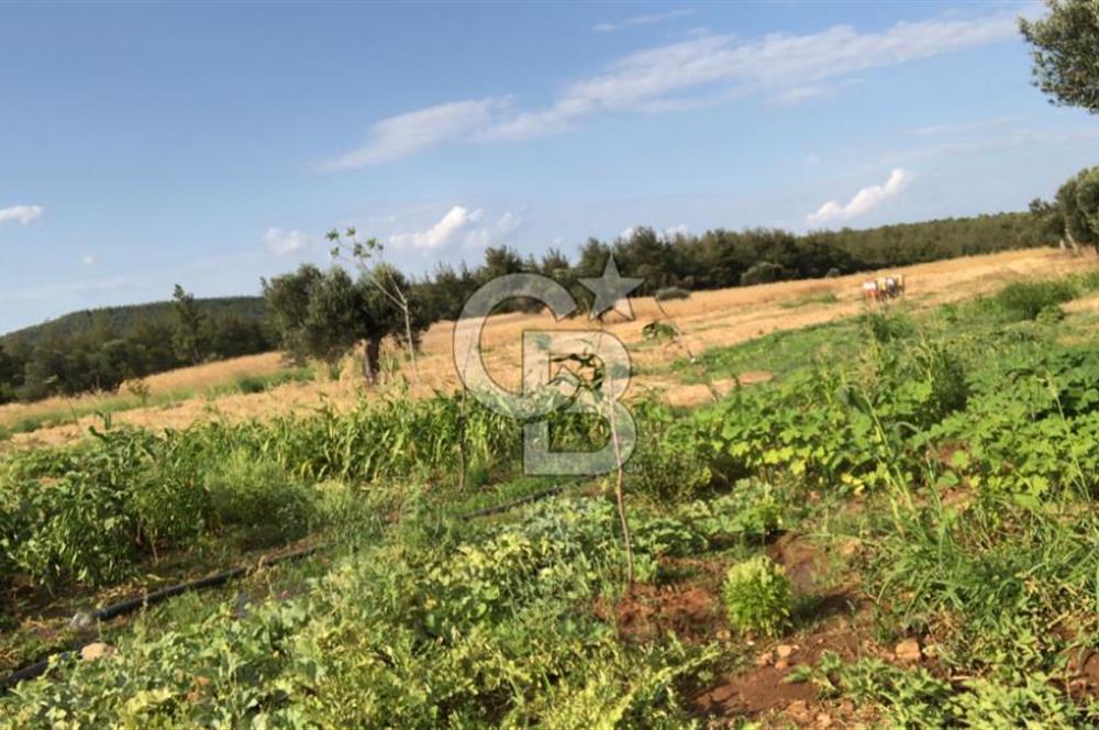 ÇANAKKALE TARLA