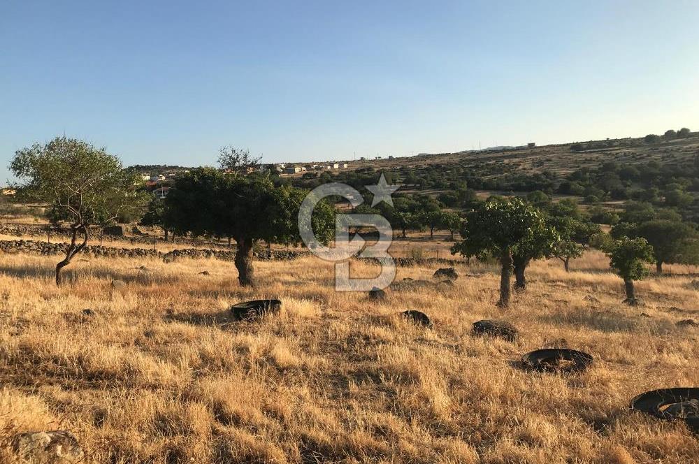 Dazyurt'ta Köye Sınır Arazi