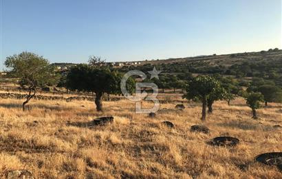 Dazyurt'ta Köye Sınır Arazi