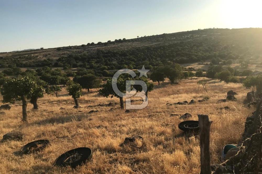 Dazyurt'ta Köye Sınır Arazi