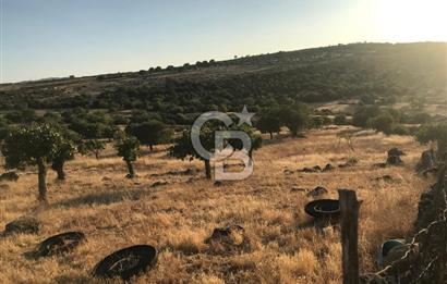 Dazyurt'ta Köye Sınır Arazi
