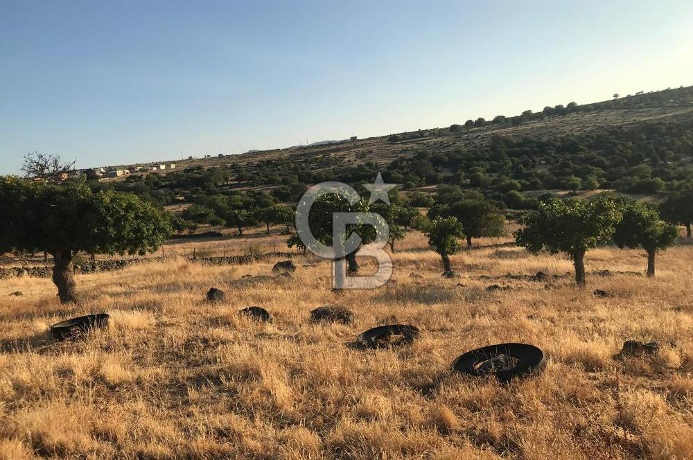 Dazyurt'ta Köye Sınır Arazi