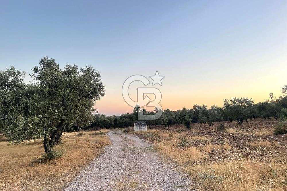 MENEMEN TÜRKELLİ PAŞALAR’DA 910 m² YATIRIMLIK TARLA 