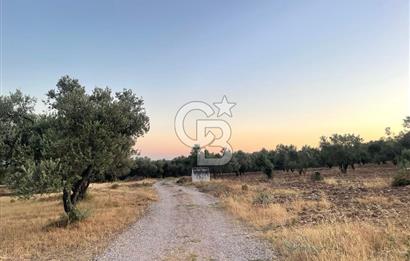 MENEMEN TÜRKELLİ PAŞALAR’DA 910 m² YATIRIMLIK TARLA 