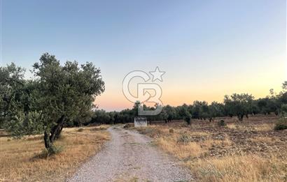 MENEMEN TÜRKELLİ PAŞALAR’DA 910 m² YATIRIMLIK TARLA 