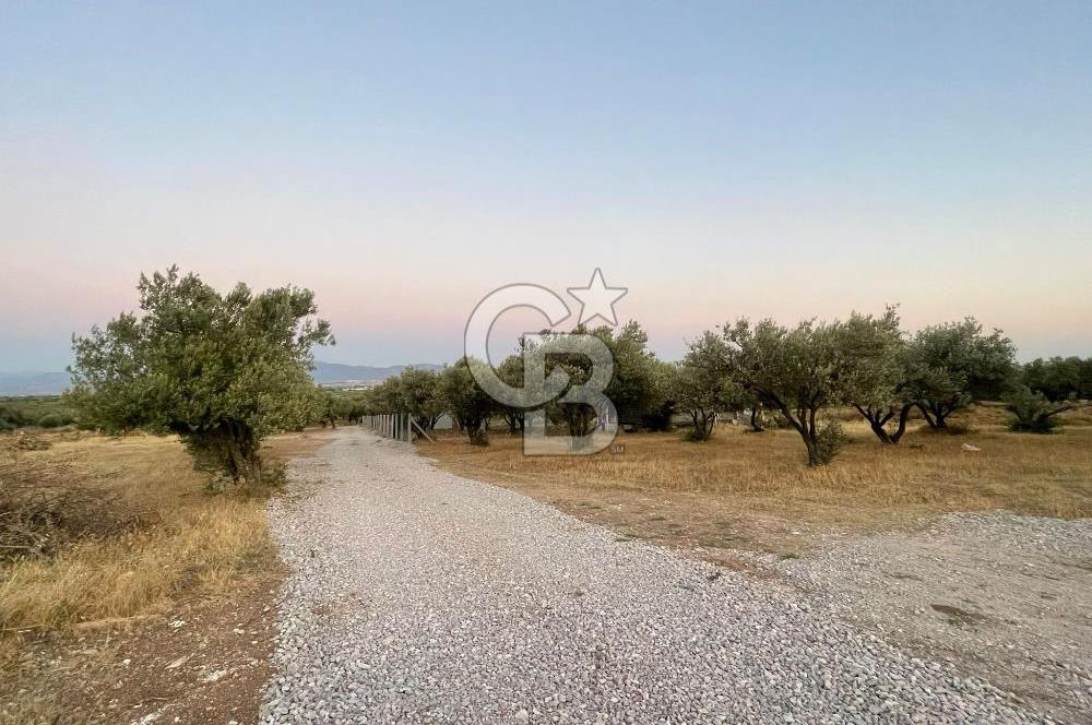 MENEMEN TÜRKELLİ PAŞALAR’DA 910 m² YATIRIMLIK TARLA 