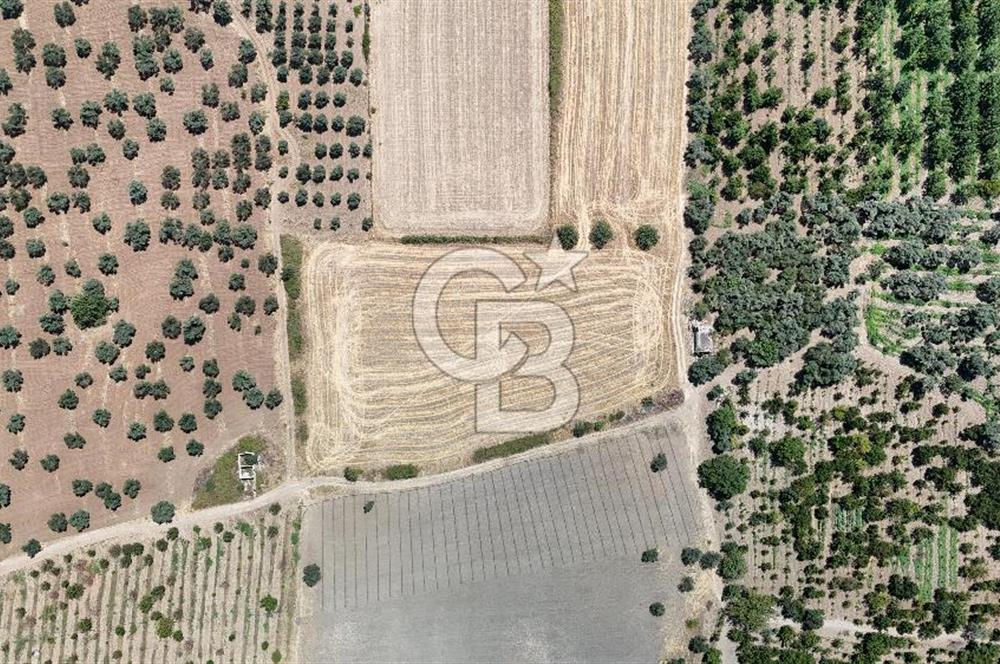 İZMİR Kemalpaşa Mehmet Akif Ersoy Mahallesi'nde  7322 m2 Satılık Bağ&Bahçe