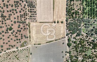 İZMİR Kemalpaşa Mehmet Akif Ersoy Mahallesi'nde  7322 m2 Satılık Bağ&Bahçe