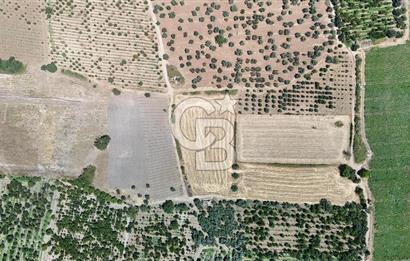 İZMİR Kemalpaşa Mehmet Akif Ersoy Mahallesi'nde  7322 m2 Satılık Bağ&Bahçe