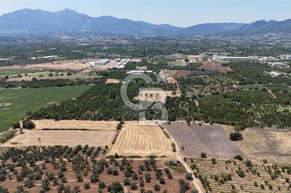 İZMİR Kemalpaşa Mehmet Akif Ersoy Mahallesi'nde  7322 m2 Satılık Bağ&Bahçe