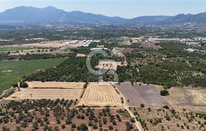 İZMİR Kemalpaşa Mehmet Akif Ersoy Mahallesi'nde  7322 m2 Satılık Bağ&Bahçe