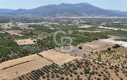 İZMİR Kemalpaşa Mehmet Akif Ersoy Mahallesi'nde  7322 m2 Satılık Bağ&Bahçe