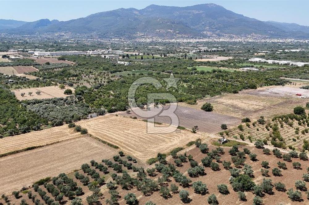 İZMİR Kemalpaşa Mehmet Akif Ersoy Mahallesi'nde  7322 m2 Satılık Bağ&Bahçe