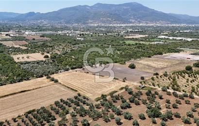 İZMİR Kemalpaşa Mehmet Akif Ersoy Mahallesi'nde  7322 m2 Satılık Bağ&Bahçe