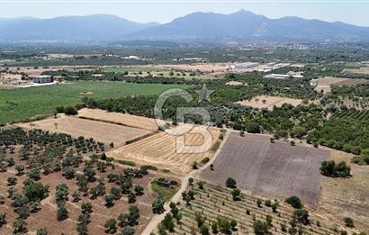 İZMİR Kemalpaşa Mehmet Akif Ersoy Mahallesi'nde  7322 m2 Satılık Bağ&Bahçe