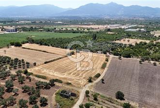 İZMİR Kemalpaşa Mehmet Akif Ersoy Mahallesi'nde  7322 m2 Satılık Bağ&Bahçe