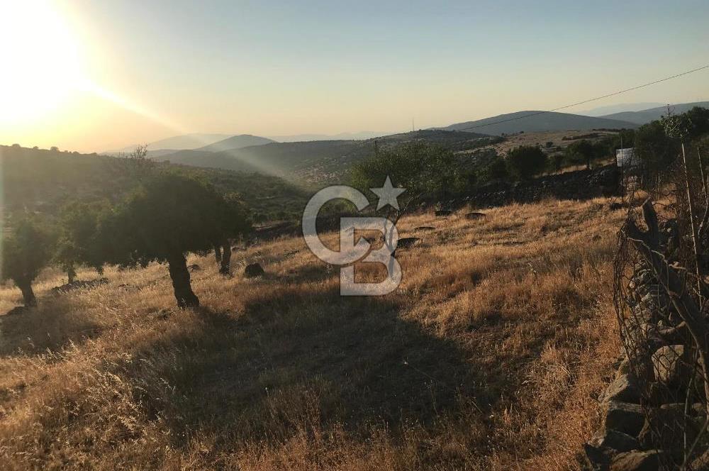 Dazyurt'ta Köye Sınır Arazi