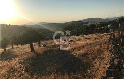 Dazyurt'ta Köye Sınır Arazi