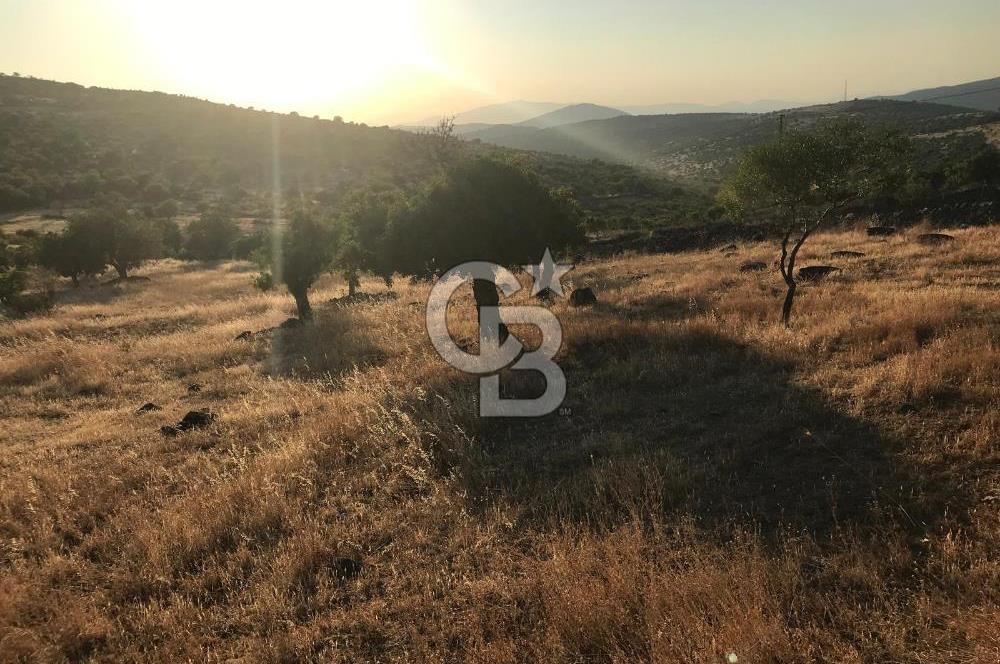 Dazyurt'ta Köye Sınır Arazi