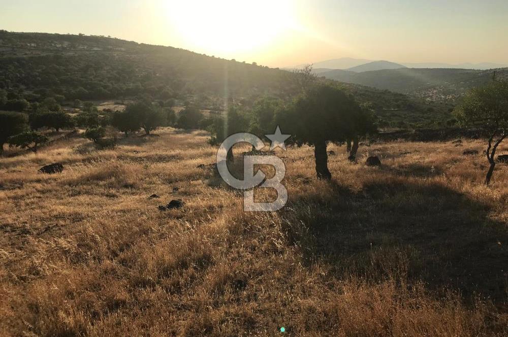 Dazyurt'ta Köye Sınır Arazi