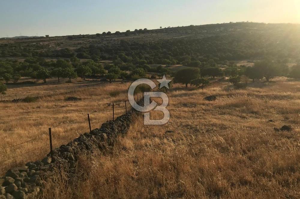 Dazyurt'ta Köye Sınır Arazi