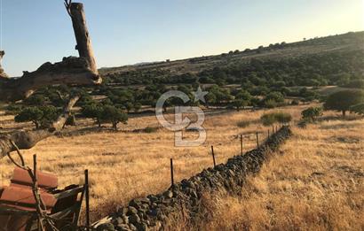 Dazyurt'ta Köye Sınır Arazi