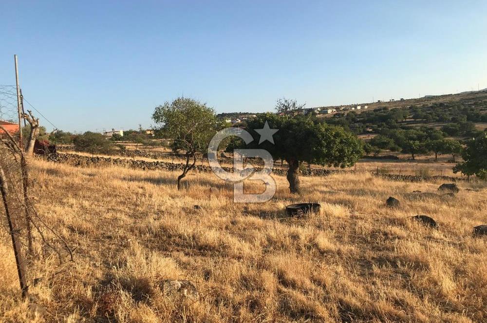 Dazyurt'ta Köye Sınır Arazi
