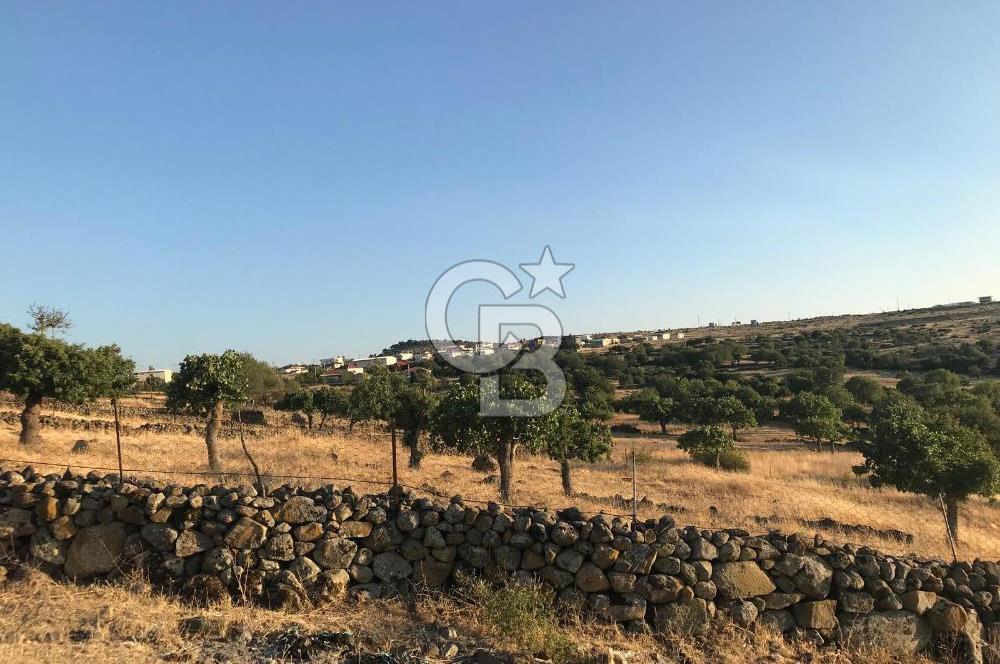 Dazyurt'ta Köye Sınır Arazi