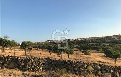 Dazyurt'ta Köye Sınır Arazi