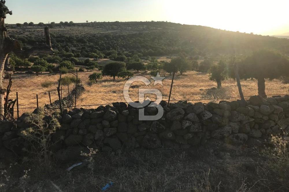 Dazyurt'ta Köye Sınır Arazi