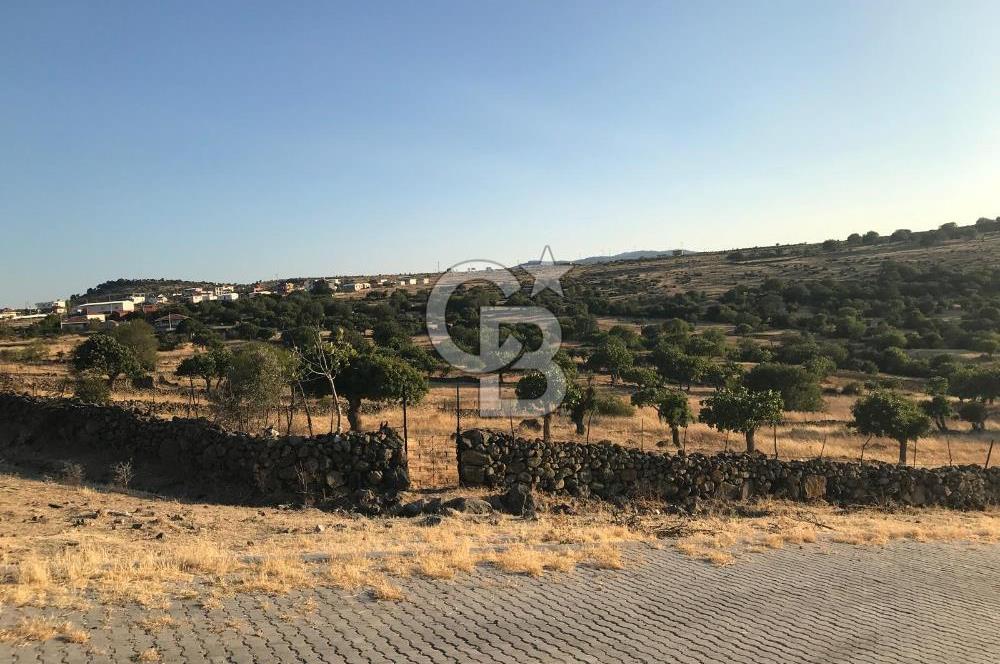 Dazyurt'ta Köye Sınır Arazi