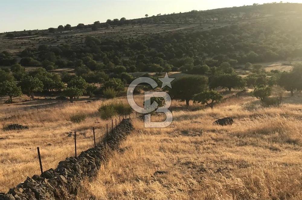 Dazyurt'ta Köye Sınır Arazi