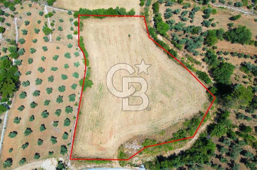 Muğla YERKESIKTE 5517 m2 SATILIK TARLA