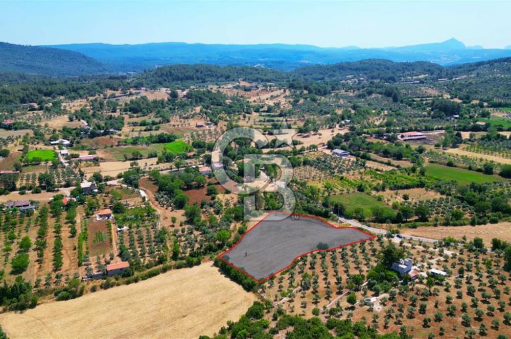 Muğla YERKESIKTE 5517 m2 SATILIK TARLA