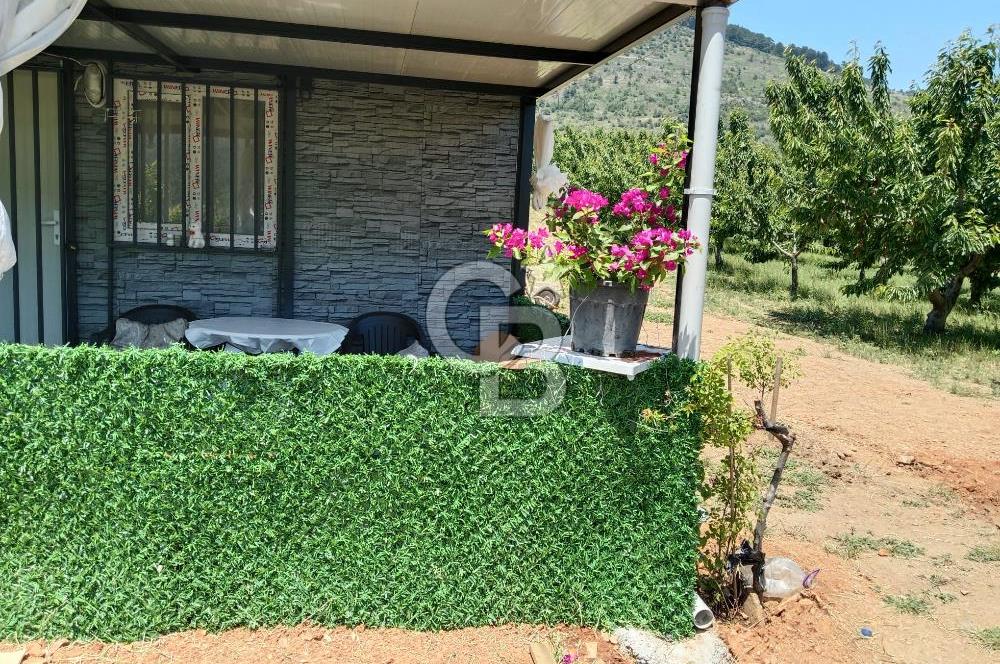 KEMALPAŞA KAMBERLER'DE SATILIK KİRAZ BAHÇESİ