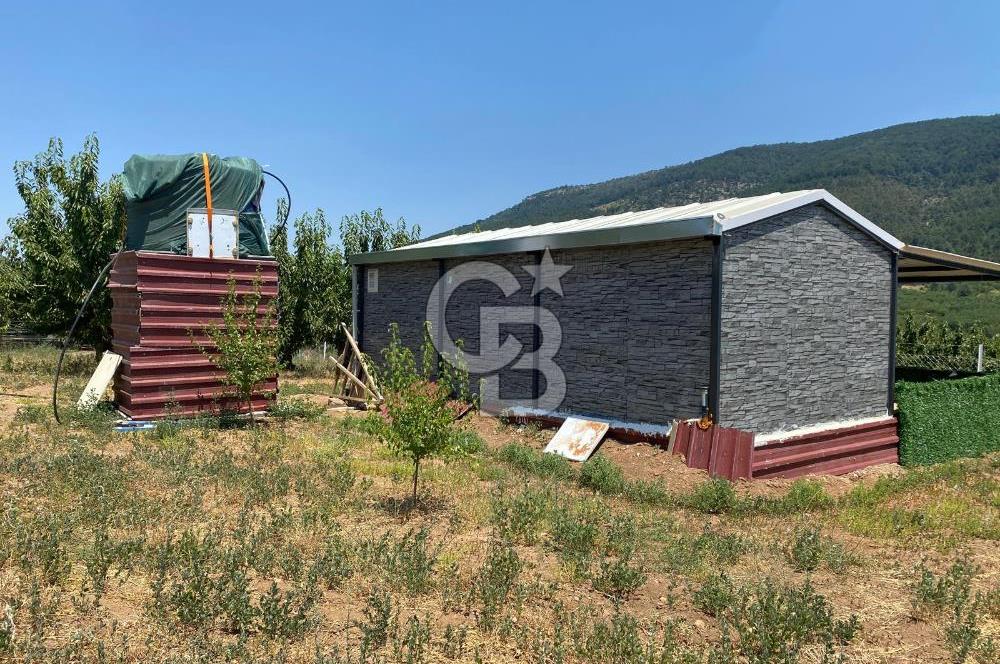 KEMALPAŞA KAMBERLER'DE SATILIK KİRAZ BAHÇESİ