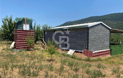 KEMALPAŞA KAMBERLER'DE SATILIK KİRAZ BAHÇESİ