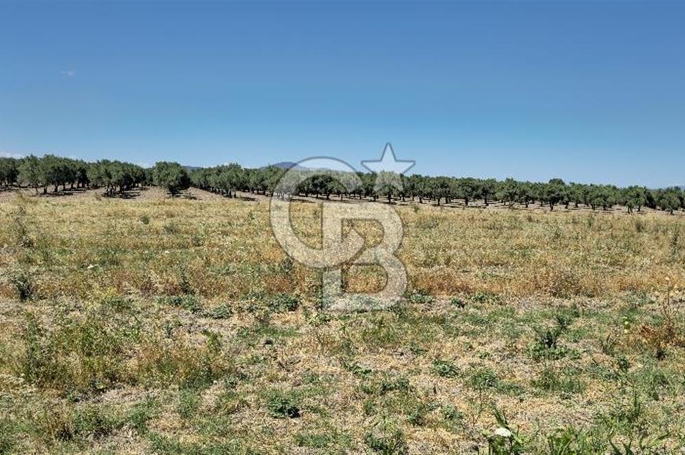 AKHİSAR BALLICA MAHALLESİNDE SATILIK 10950M2 TARLA 
