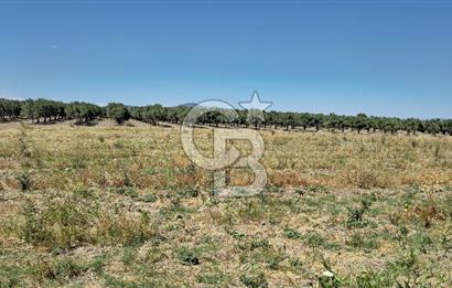 AKHİSAR BALLICA MAHALLESİNDE SATILIK 10950M2 TARLA 