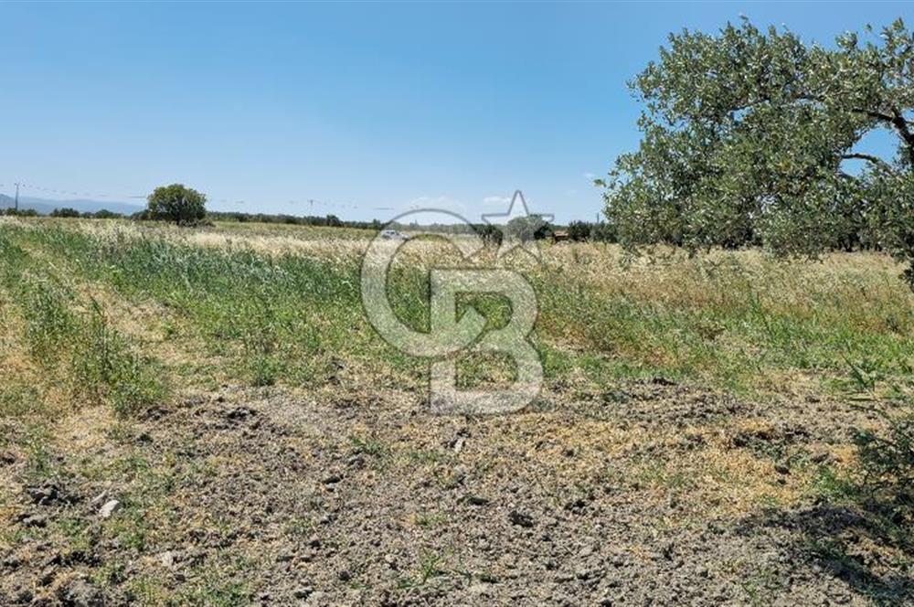 AKHİSAR BALLICA MAHALLESİNDE SATILIK 10950M2 TARLA 
