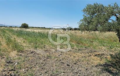 AKHİSAR BALLICA MAHALLESİNDE SATILIK 10950M2 TARLA 