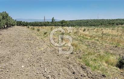 AKHİSAR BALLICA MAHALLESİNDE SATILIK 10950M2 TARLA 