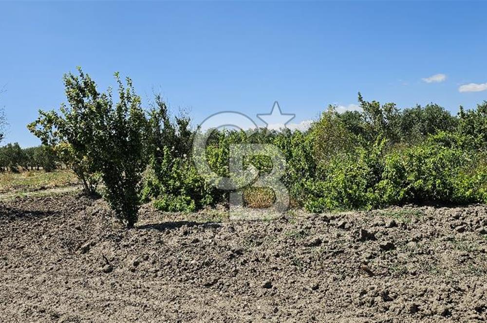 AKHİSAR BALLICA MAHALLESİNDE SATILIK 10950M2 TARLA 